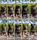 Chiot Berger allemand pure race