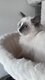 Ragdoll