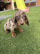 Chiots teckel Choco Merle