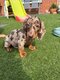 Chiots teckel Choco Merle poil court