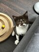 British shorthair mâle