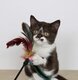 British shorthair mâle