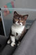British shorthair mâle