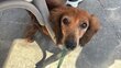 Chien Teckel Femelle adorable 14 ans à donner