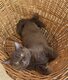 Portée de British Shorthair