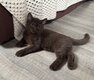 British shorthair chocolat