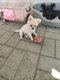 Pomchi mâles et femelles