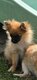 Pomchi  femelles fauve masque noir