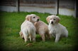 Chiots Golden Retriever