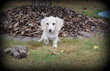 Chiots Teckel blond