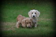 Chiots Teckel blond