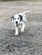 Chiots Dalmatien