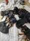 Croisement Dobermann et Beauceron