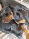 Croisement Dobermann et Beauceron