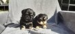 Très beaux chiots shitzu