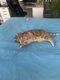 Chat mâle à adopter
