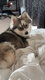 Femelle Pomsky 1 an et demi