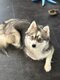 Femelle Pomsky 1 an et demi