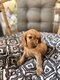 Magnifiques chiots cocker anglais dispo de suite