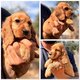 Magnifiques chiots cocker anglais dispo de suite