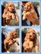 Magnifiques chiots cocker anglais dispo de suite
