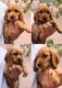 Magnifiques chiots cocker anglais dispo de suite