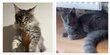 Magnifiques chatons Maine Coon disponibles de...