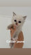 Chaton Ragdoll