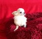 Splendide mini chiots chihuahua femelle blanche...