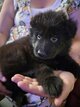 Magnifiques chiots Begers Allemands