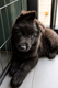 Magnifique chiot Beger Allemand Noir ⚫️