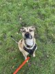 Chienne croisée de 3 ans