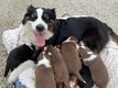 🐶 Chiots Berger Australien   portée...