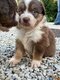 🐶 Chiots Berger Australien   portée...