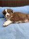 🐶 Chiots Berger Australien   portée...