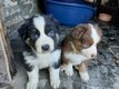 🐶 Chiots Berger Australien   portée...