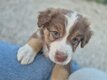 🐶 Chiots Berger Australien   portée...