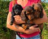 Chiot teckel poils long