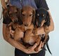 Chiot teckel poils long toujours dispo ce 17/9