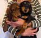 Chiot teckel poils long toujours dispo ce 20/9