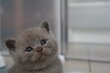 British shorthair