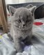 Superbe chatons British shorthair papa champion