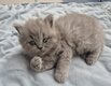 Femelle british shorthair bleu et male longhair...