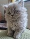 Femelle british shorthair bleu et male longhair...