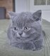 Femelle british shorthair bleu et male longhair...