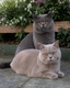 British shorthair