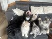 Chatons des forêts norvégiennes, disponibles...