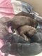 Magnifiques chiots labradors
