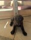 Dernier chiot labrador choco mâle de disponible