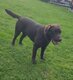 Labrador chocolat mâle
